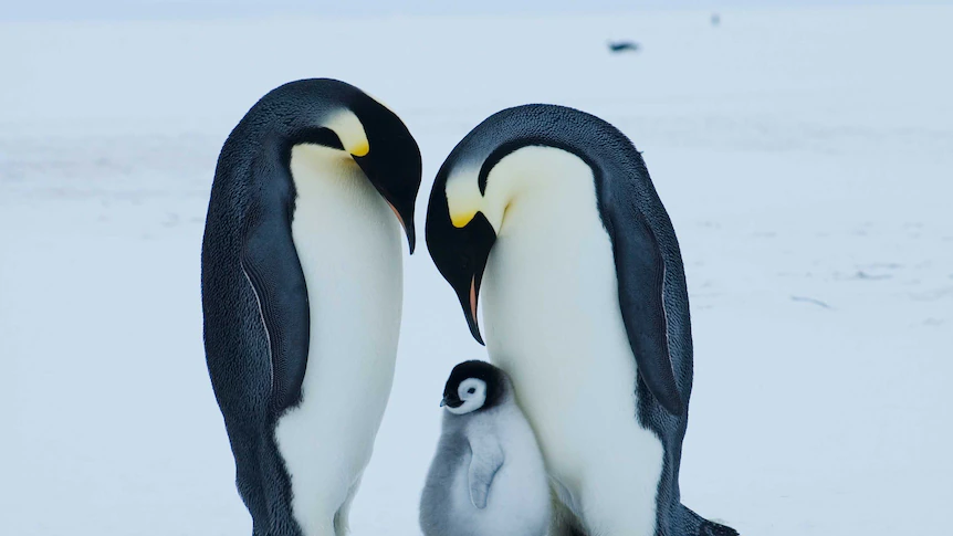 Emperor penguin at severe danger of extinction due to local weather change