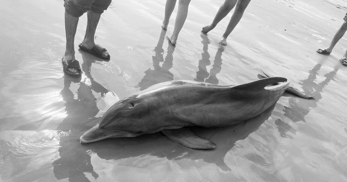 Rewards supplied after dolphin ‘harassed to death’ on Texas seashore, one other impaled in Florida